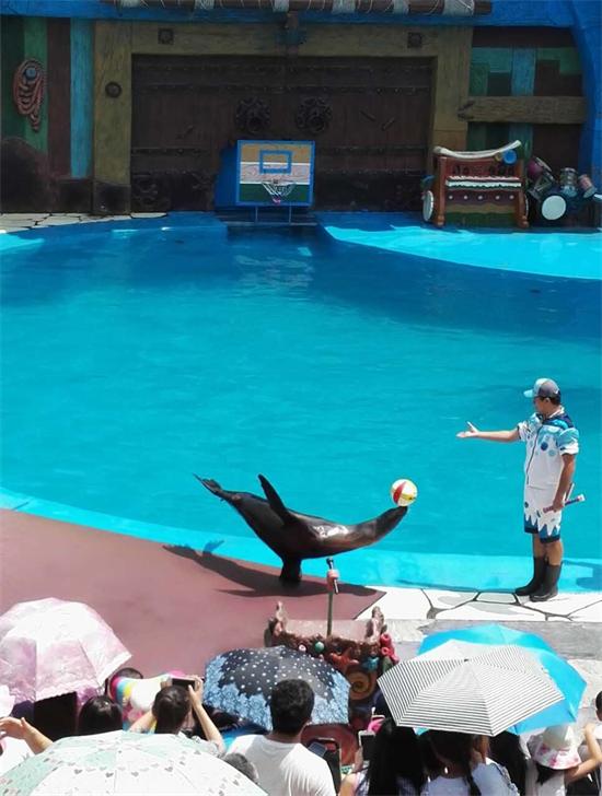 海獅.jpg